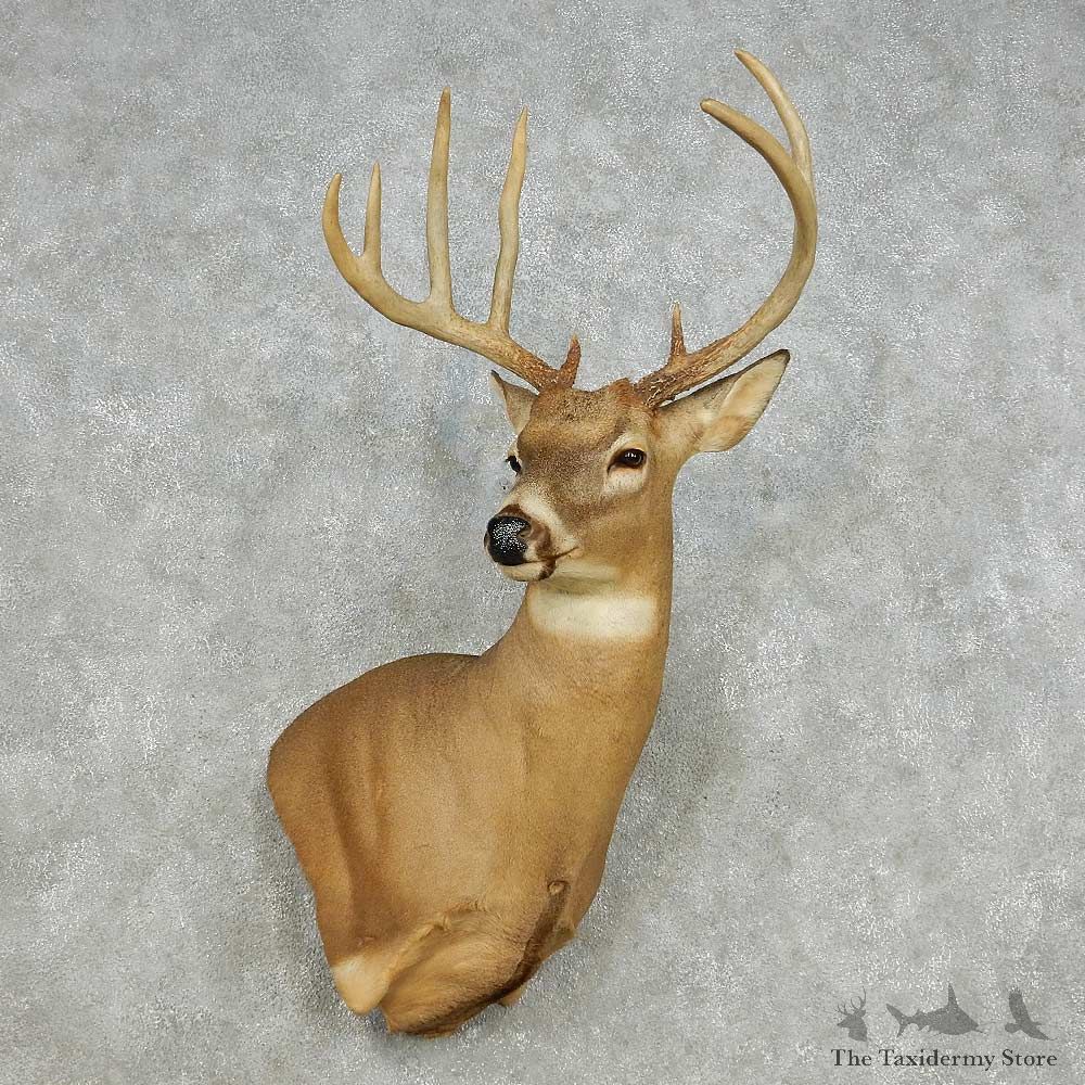 Whitetail Deer Taxidermy Shoulder Mount For Sale #14126 @ The Taxidermy Store