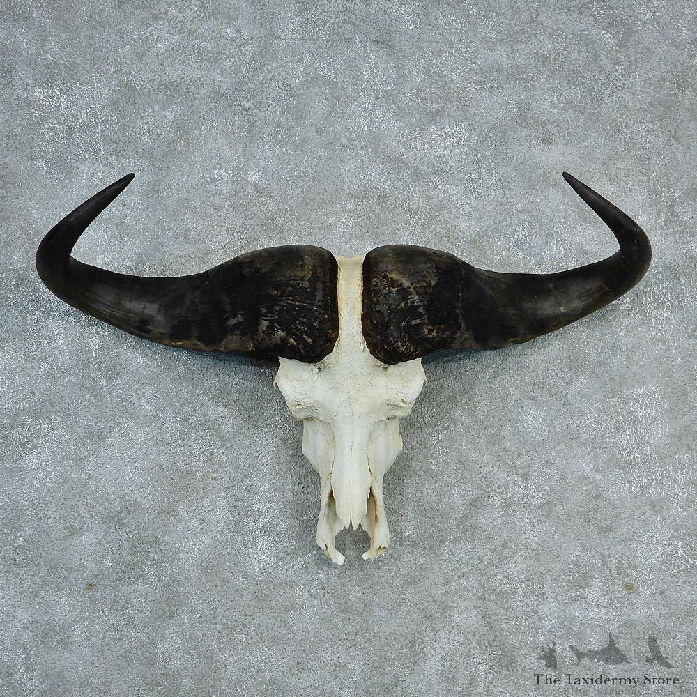 Cape Buffalo Skull & Horns Taxidermy European Mount #12731 For Sale @ The Taxidermy Store