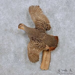 Flying Hungarian Pheasant Mount For Sale #14255 @ The Taxidermy Store