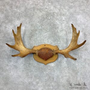Moose Antler Plaque For Sale #23369 @ The Taxidermy Store