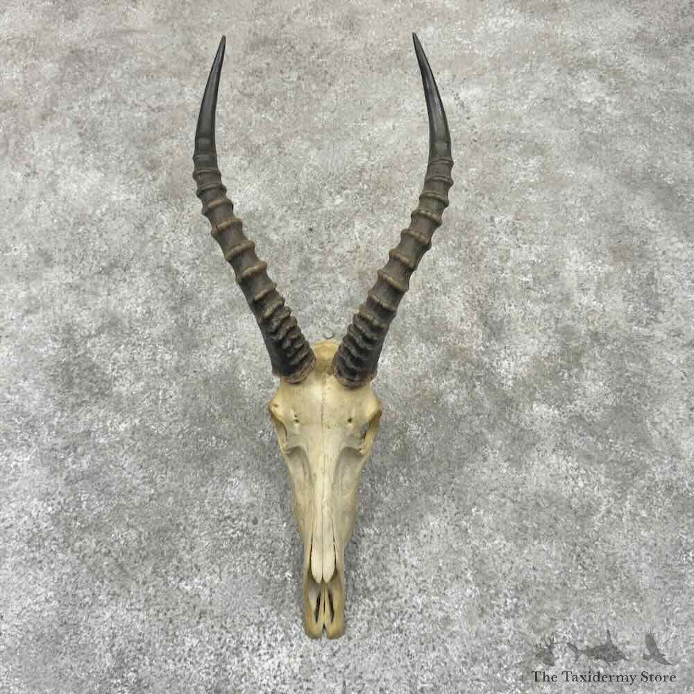 African Blesbok Skull European Mount For Sale #32322 @ The Taxidermy Store