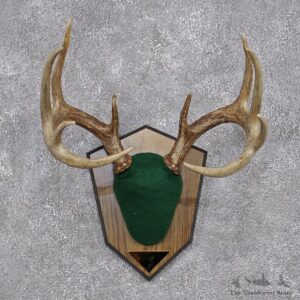 Whitetail Deer Taxidermy Antler Plaque Mount #12428 For Sale @ The Taxidermy Store