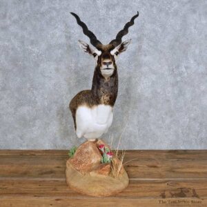 India Blackbuck Pedestal Mount For Sale #14331 @ The Taxidermy Store