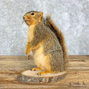 Fox Squirrel Mount For Sale #21679 @ The Taxidermy Store