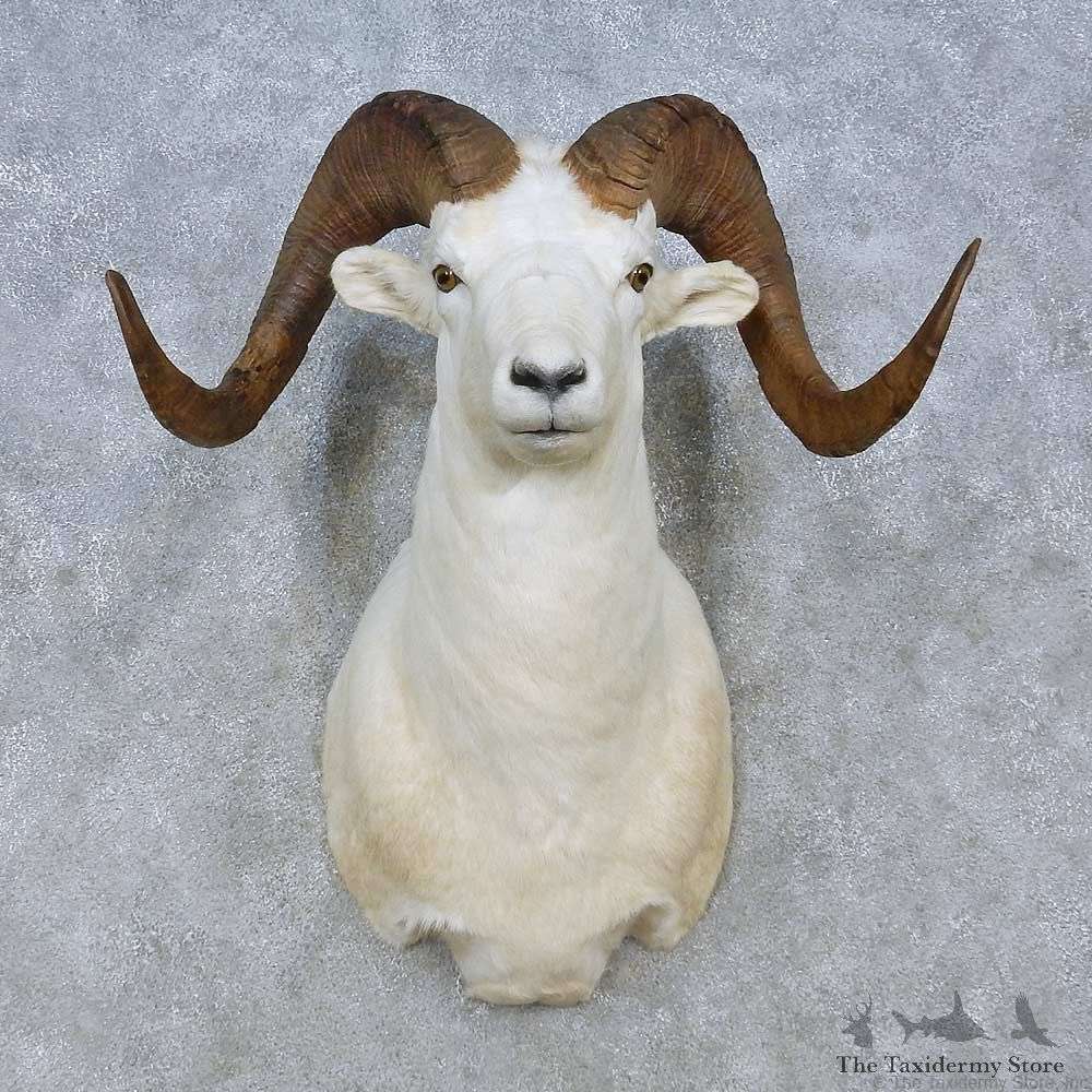 Dall Sheep Shoulder Mount For Sale #15077 @ The Taxidermy Store