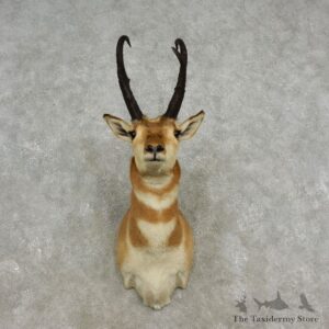 Pronghorn Antelope Shoulder Mount For Sale #17321 @ The Taxidermy Store