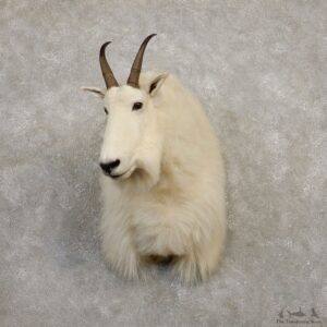 Mountain Goat Shoulder Mount For Sale #19940 @ The Taxidermy Store