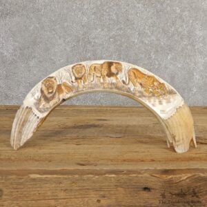 Scrimshawed Hippopotamus Tooth For Sale #20639 @ The Taxidermy Store