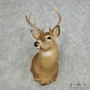 Whitetail Deer Taxidermy Shoulder Mount For Sale #14112 @ The Taxidermy Store