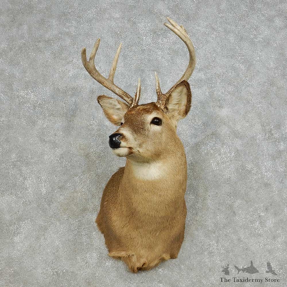 Whitetail Deer Taxidermy Shoulder Mount For Sale #14112 @ The Taxidermy Store