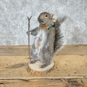 Hiking Squirrel Novelty Mount For Sale #30205 @ The Taxidermy Store