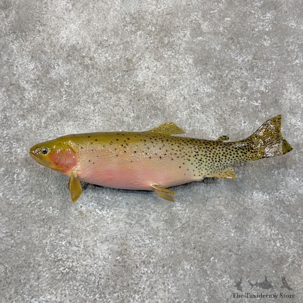 Yellow Trout Fish Mount For Sale #29880 @ The Taxidermy Store