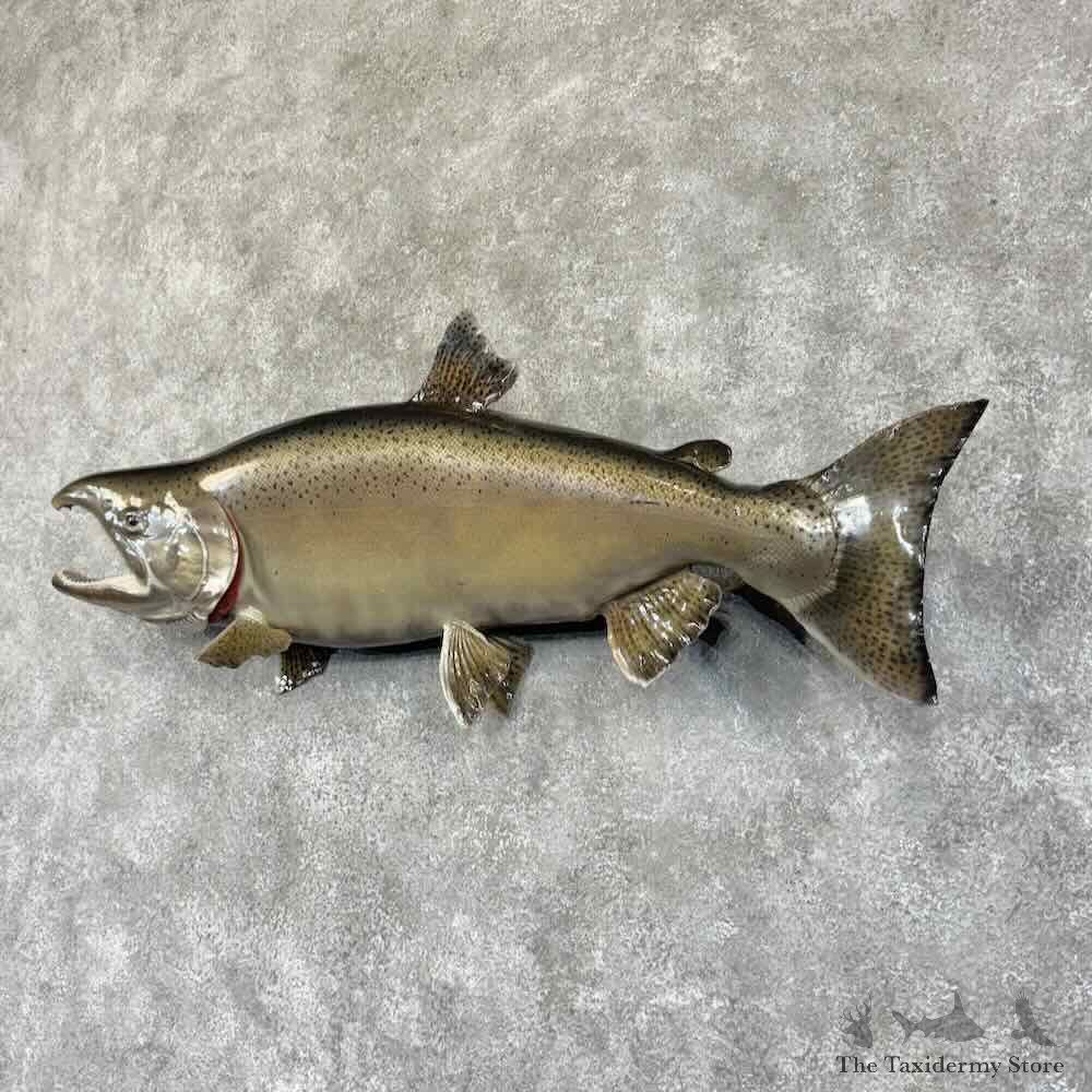 Spawning Phase King Chinook Salmon Fish Mount For Sale #30751 @ The Taxidermy Store