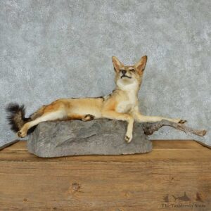 Black Backed Jackal Taxidermy Mount #13202 For Sale @ The Taxidermy Store