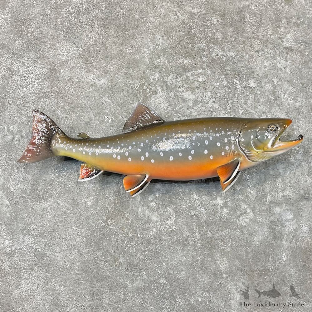 Arctic Char Fish Mount For Sale #27721 @ The Taxidermy Store