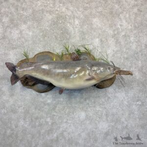 Reproduction Blue Catfish Taxidermy Fish Mount #21622 For Sale @ The Taxidermy Store