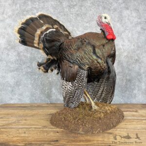 Merriam's Turkey Bird Mount For Sale #24091 @ The Taxidermy Store