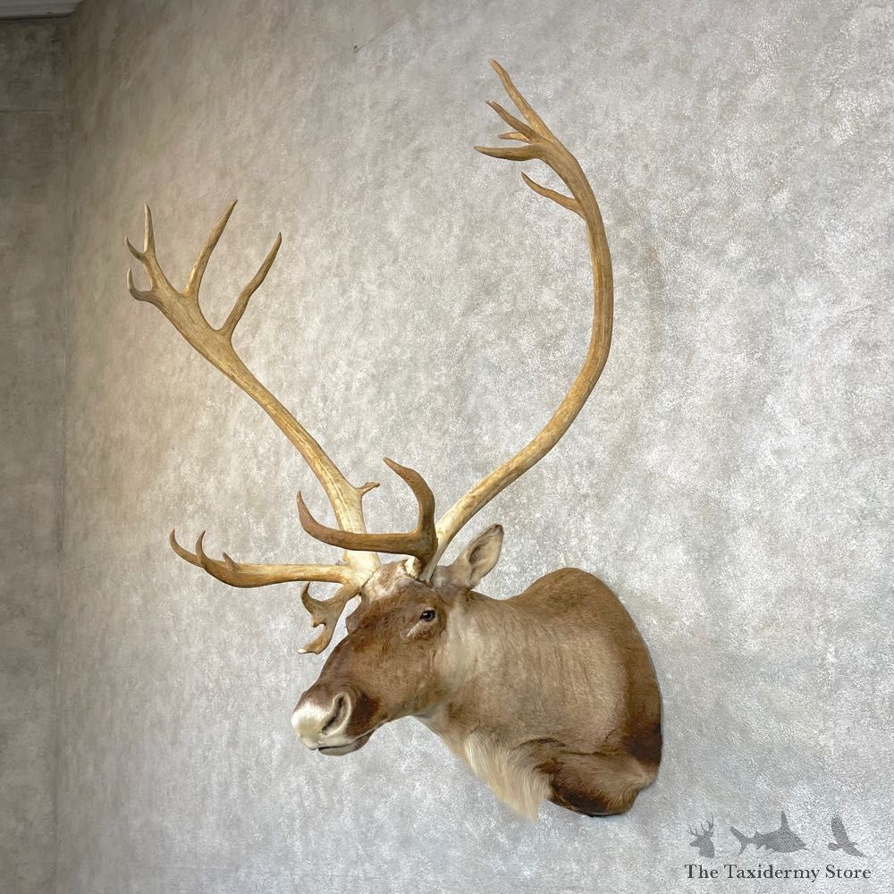 Mountain Caribou Shoulder Mount For Sale #24933 @ The Taxidermy Store