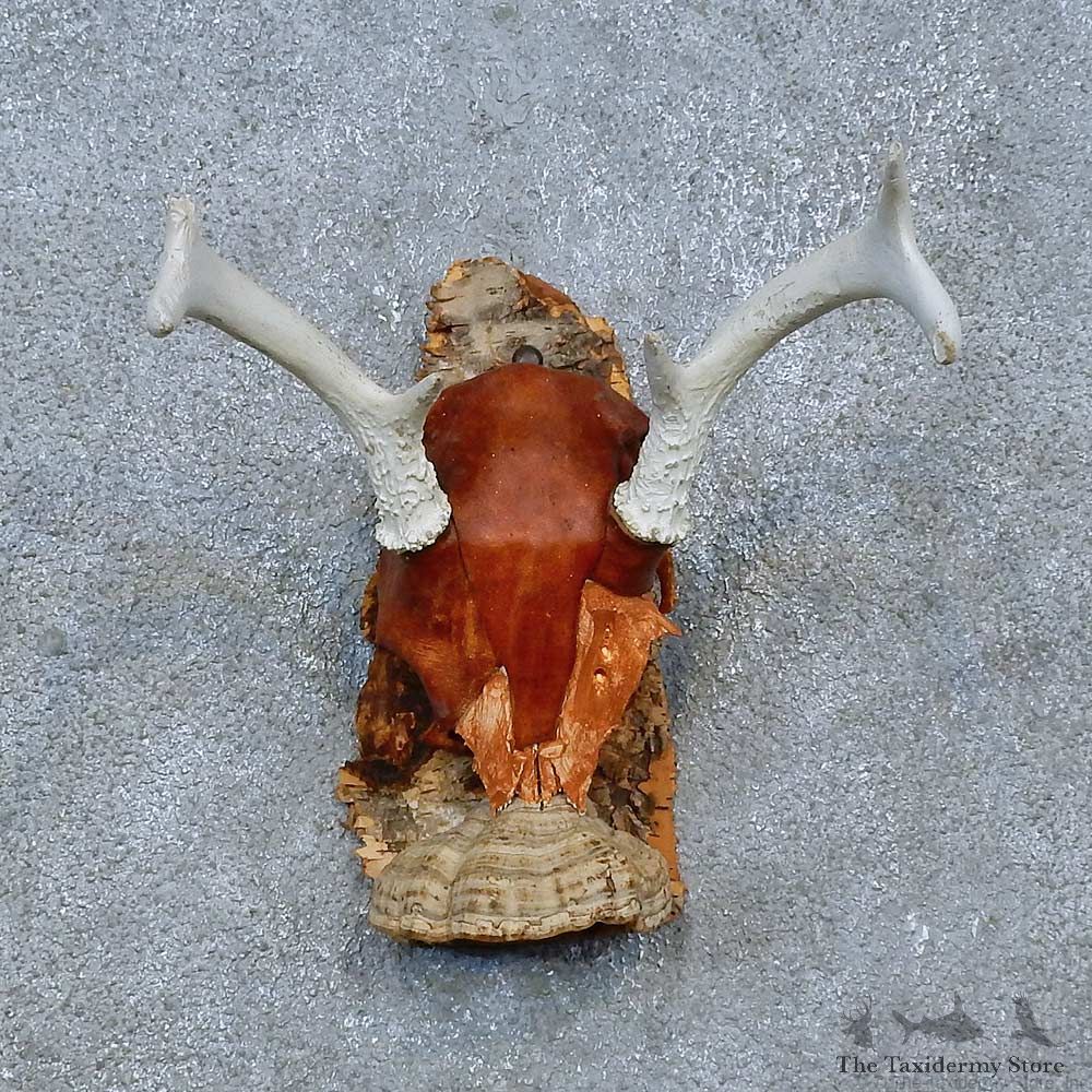Whitetail Deer Skull Antler European Mount For Sale #15358 @ The Taxidermy Store