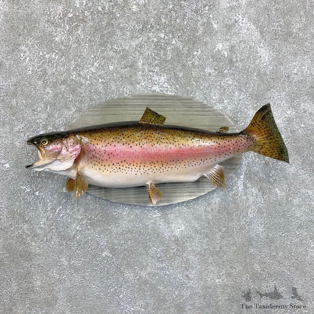 Rainbow Trout Fish Mount For Sale #23829 @ The Taxidermy Store