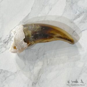 Grizzly Bear Claw For Sale #24861 @ The Taxidermy Store