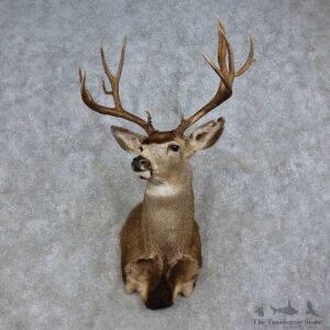 Mule Deer Shoulder Mount For Sale #15715 @ The Taxidermy Store