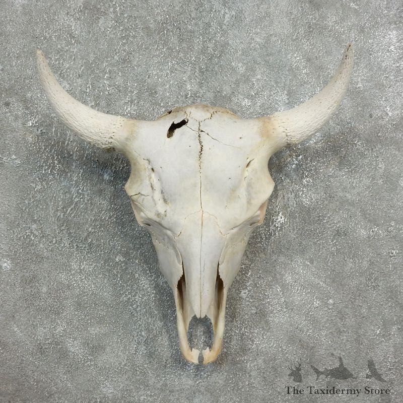 Buffalo Bison Skull Mount For Sale #17681 @ The Taxidermy Store