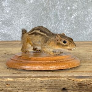 Eastern Chipmunk Life-Size Mount For Sale #22935 @ The Taxidermy Store