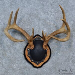 Whitetail Deer Antler Plaque Mount For Sale #15276 @ The Taxidermy Store