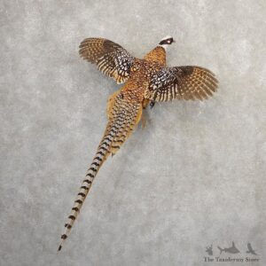 Reeves Pheasant Mount For Sale #20793 @ The Taxidermy Store