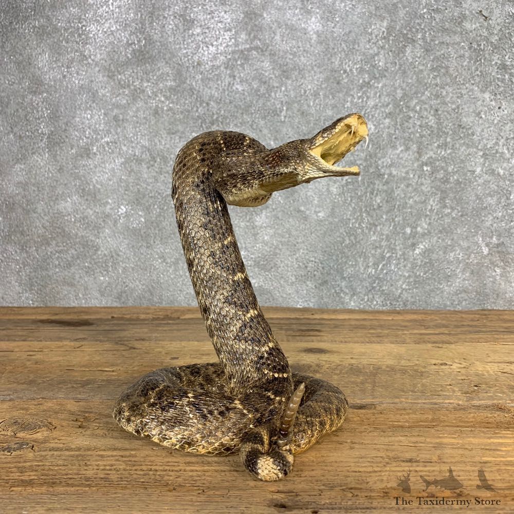 Western Diamondback Rattlesnake Mount For Sale #21252 @ The Taxidermy Store