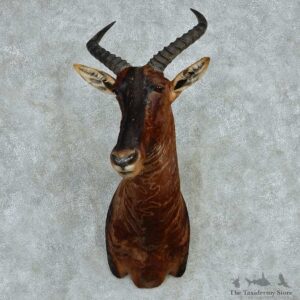 Kongoni Hartebeest Shoulder Mount #13608 For Sale @ The Taxidermy Store