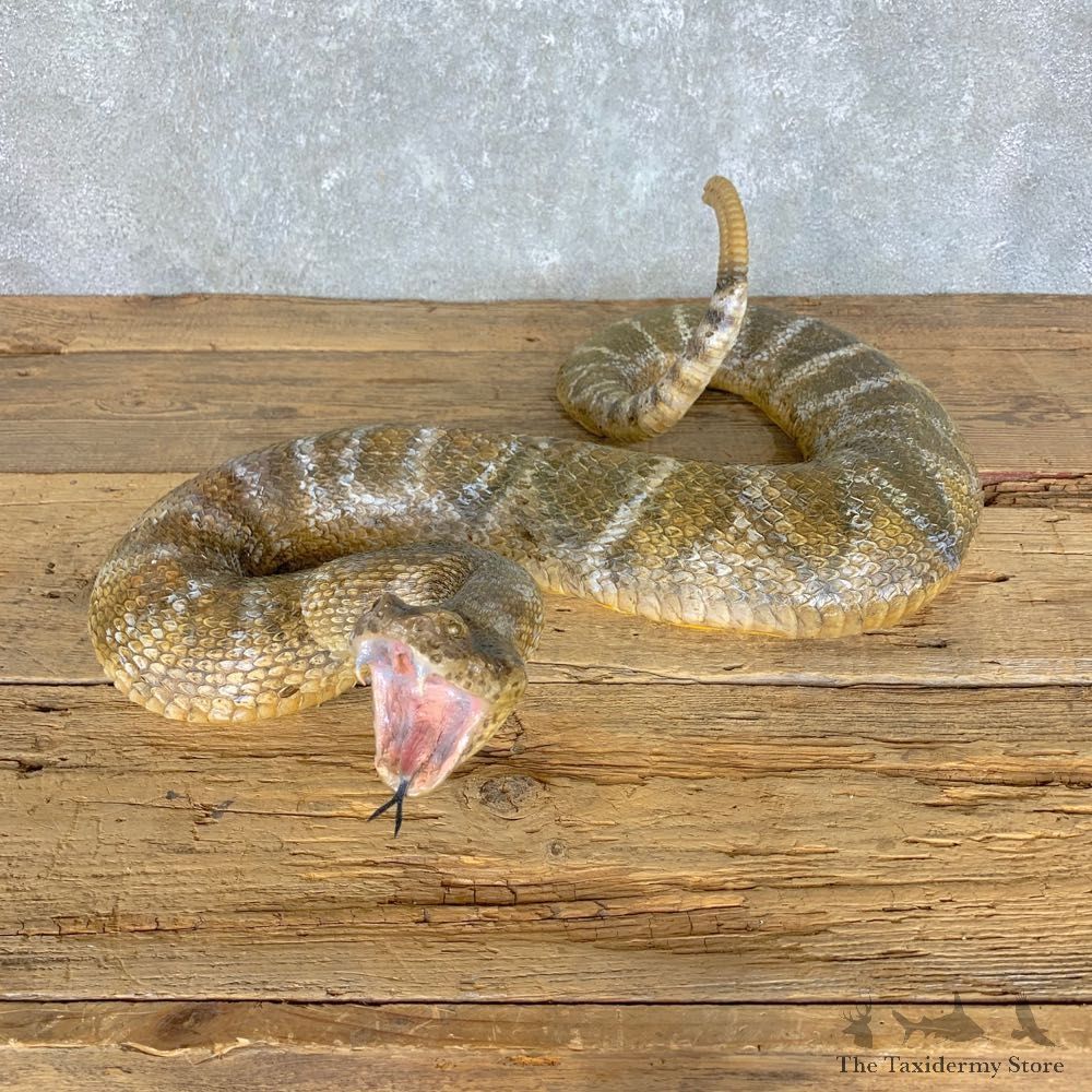 Western Diamondback Rattlesnake Mount For Sale #23628 @ The Taxidermy Store
