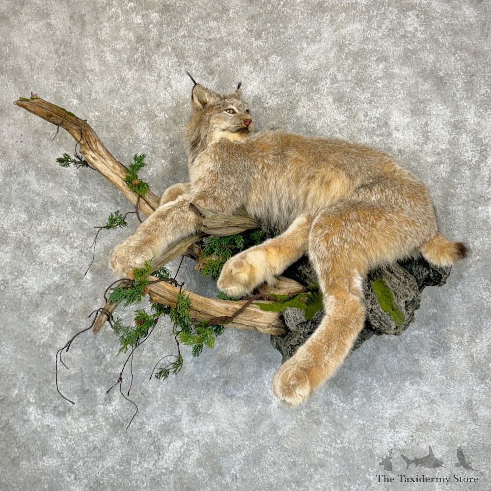 Alaskan Lynx Life-Size Mount For Sale #29378 @ The Taxidermy Store