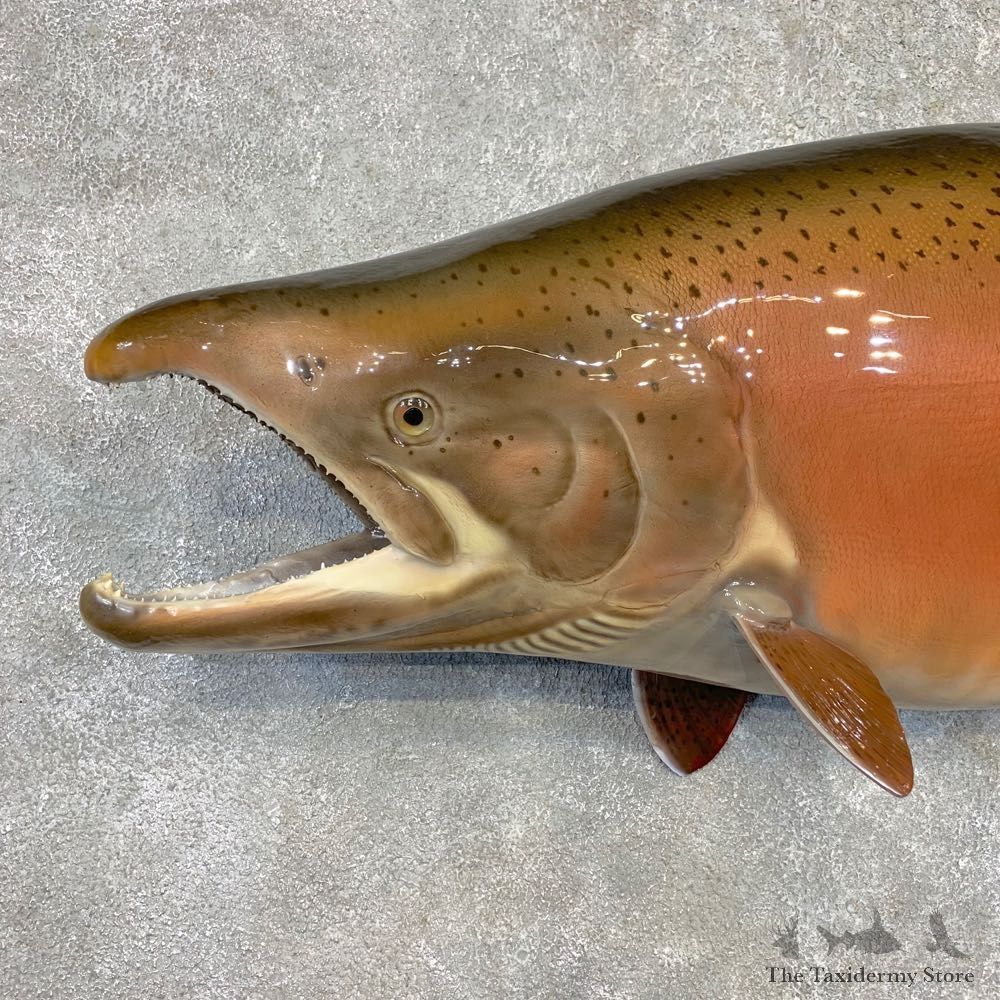 King Salmon Fish Mount For Sale #21610 @ The Taxidermy Store