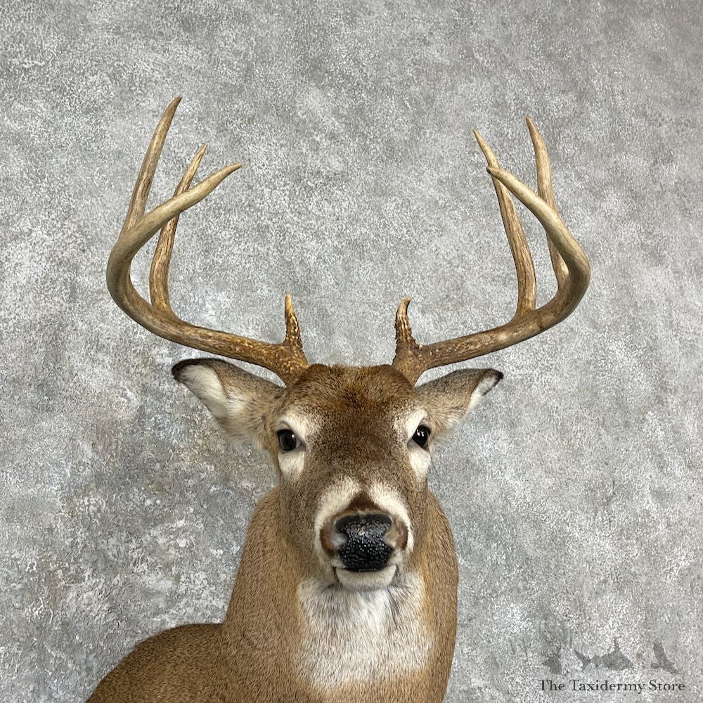 Whitetail Deer Shoulder Mount For Sale #27140 - The Taxidermy Store