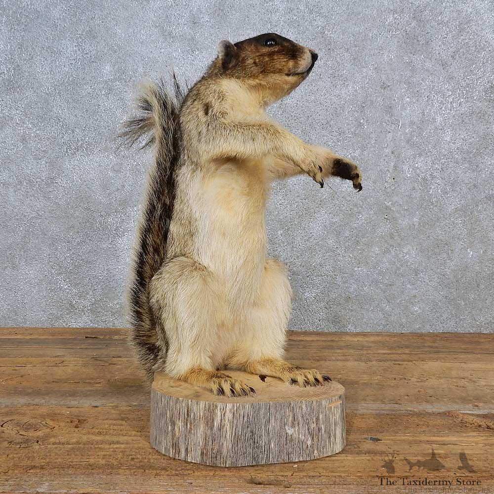 Fox Squirrel Life-Size Mount For Sale #15607 @ The Taxidermy Store