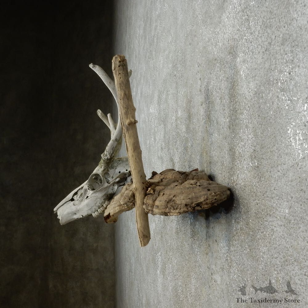 Whitetail Deer Skull & Antler Rustic Mount For Sale #16738 @ The Taxidermy Store