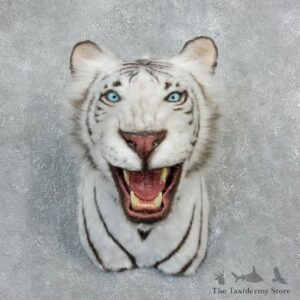 Reproduction White Bengal Tiger Mount #18303 For Sale @ The Taxidermy Store