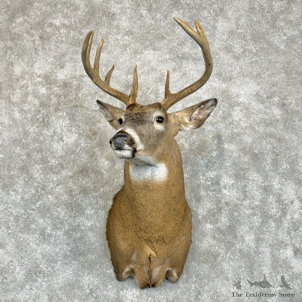 Whitetail Deer Shoulder Mount For Sale #29397 - The Taxidermy Store