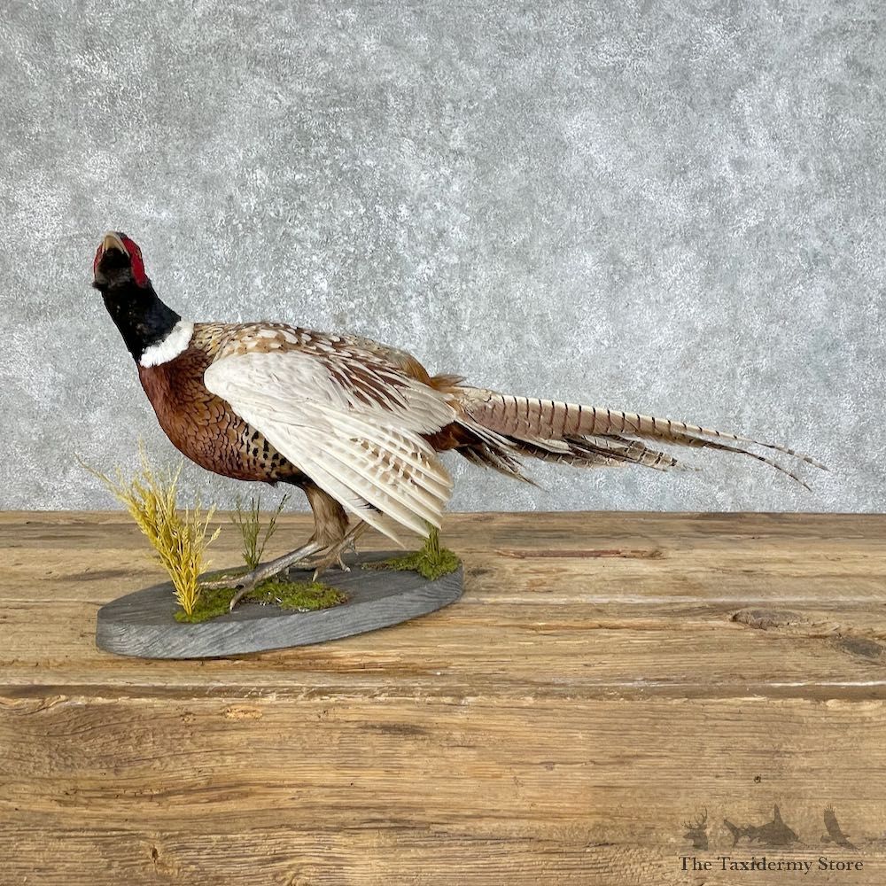 Ringneck Pheasant Bird Mount For Sale #25798 @ The Taxidermy Store