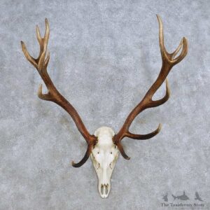 European Red Deer Skull Antler Mount For Sale #14429 @ The Taxidermy Store