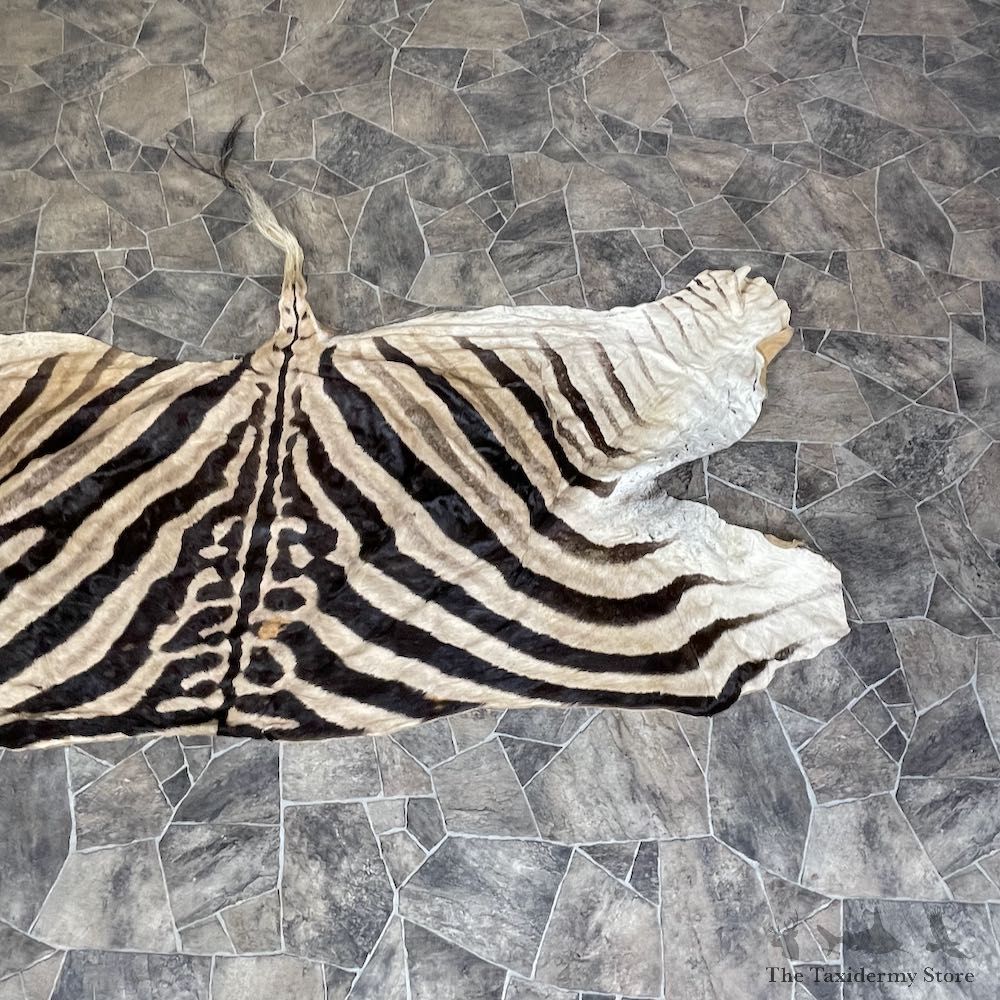 African Zebra Back Hide For Sale #25366 @ The Taxidermy Store