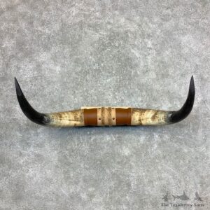 Longhorn Steer Plaque For Sale #23356 @ The Taxidermy Store