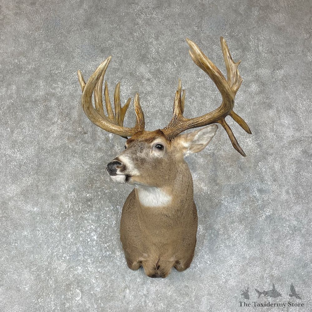 Whitetail Deer Shoulder Mount For Sale #25638 @ The Taxidermy Store