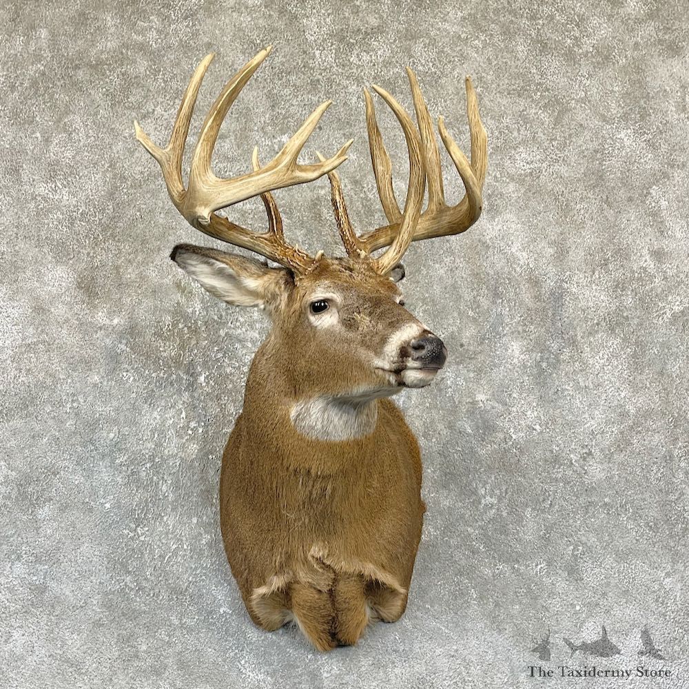 Whitetail Deer Shoulder Mount #26323 For Sale - The Taxidermy Store