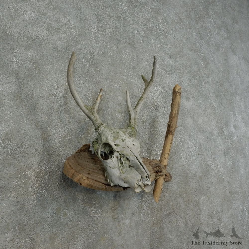 Whitetail Deer Skull & Antler Rustic Mount For Sale #16738 @ The Taxidermy Store