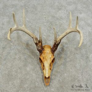 Whitetail Deer Skull European Mount For Sale #15938 @ The Taxidermy Store