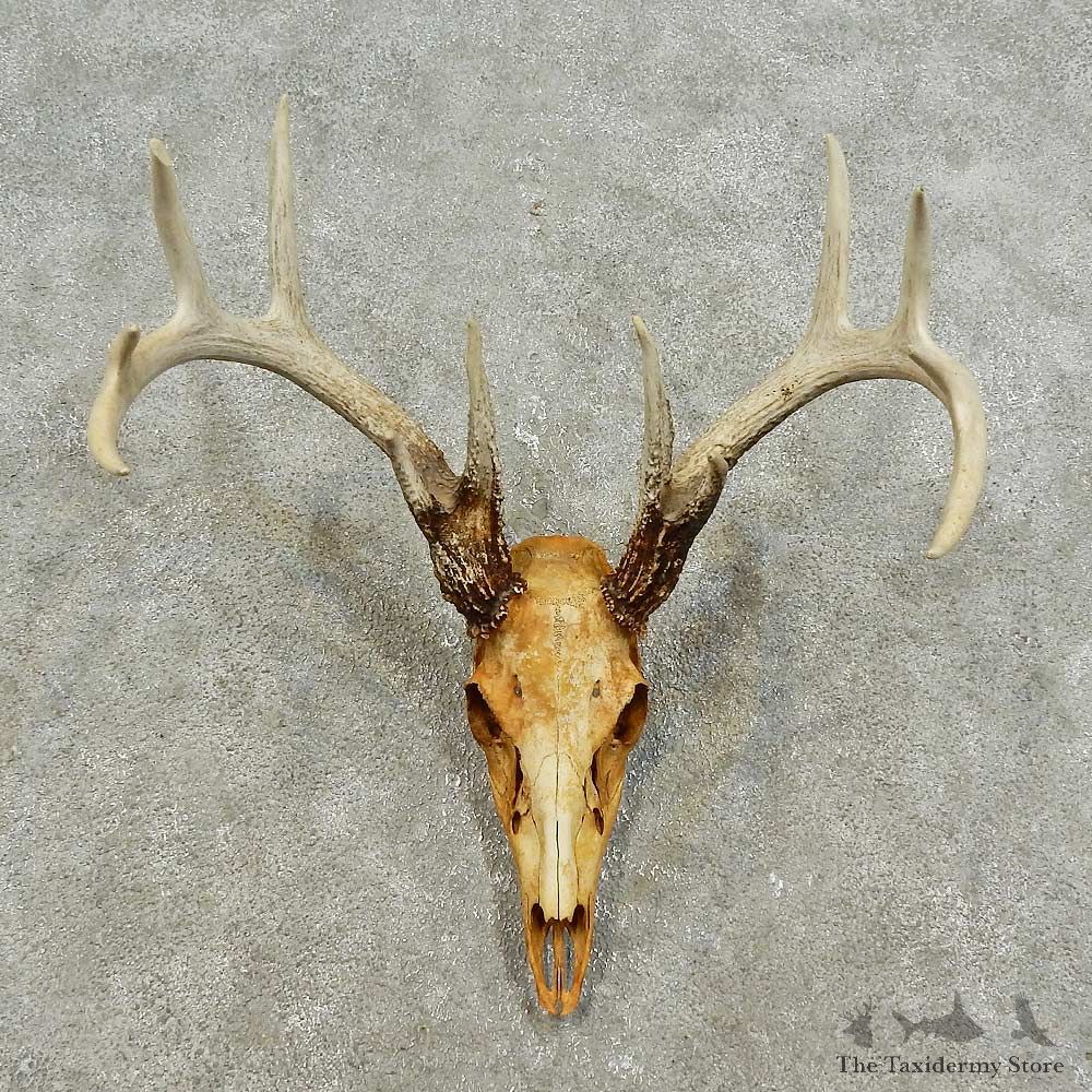 Whitetail Deer Skull European Mount For Sale #15938 @ The Taxidermy Store