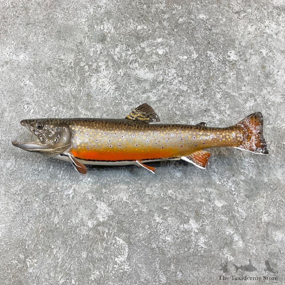 Brook Trout Fish Mount For Sale #27312 @ The Taxidermy Store